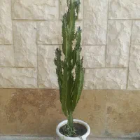 گل طبیعی|گل و گیاه طبیعی|سمنان, |دیوار