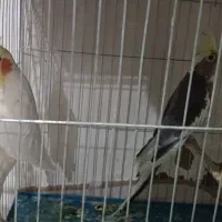 سه جفت عروس هلندی لتینو سخنگو