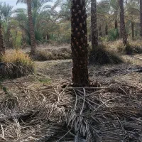 قطع و هرس درخت و نخل و دراوردن دمیت و پاجوش|خدمات باغبانی و درختکاری|برازجان, |دیوار