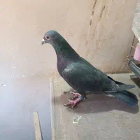 پلاک آردن|پرنده|اهواز, بیست متری شهرداری|دیوار