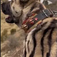 سگ پیت بول پلنگی