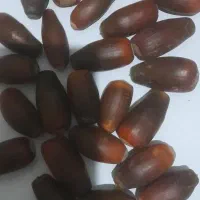 میوه بلوط