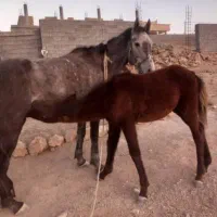 یک مادیون سه سال و یک گرده نریون هشت ماه|اسب و تجهیزات اسب‌سواری|کوهمره, |دیوار