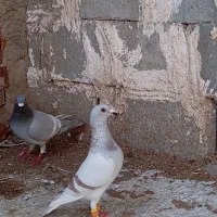 جفت غوری مسجدی و الماسی خط سفید