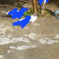 کبوتر کله سرخ|پرنده|دره شهر, |دیوار