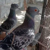 کوهی کاکولی پلاکی|پرنده|خفر, |دیوار