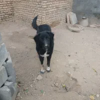 گمشده سگ ماده