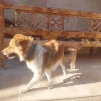 واگذاری سگ|سگ|رباطکریم, پیغمبر|دیوار