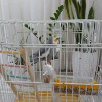 عروس هلندی سخنگو|پرنده|شهریار, شهرک امیریه|دیوار