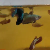 ماهی فایتر  هامون و پلاکت (نر و ماده)|ماهی|تهران, شکیبا|دیوار