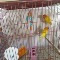 جفت طوطی برزیلی آماده تخم مولد به شرط|پرنده|باوی, |دیوار