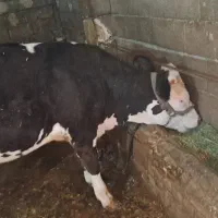 گوساله ماده سیمینتال آدرس دینور