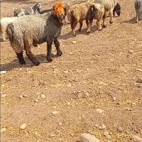 نرمیش داشتی