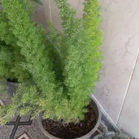 گل اپارتمانی