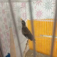 جوجه مینا|پرنده|مشهد, امیر المومنین|دیوار