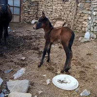 مادیان باکره قاطر