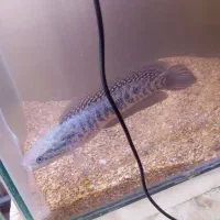 ماهی چانا قیمت توافقی فروش فوری