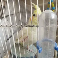 عروس هلندی سرحال وجوان|پرنده|بروجرد, |دیوار