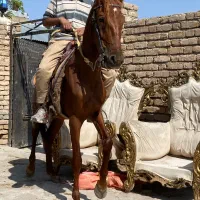 کره ۳سال یورقه