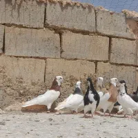 کفتر رنگی طوقی اصفهانی