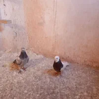 کفتر صید|پرنده|مشهد, محمدآباد|دیوار