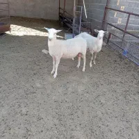 بره نر وماده لاکن