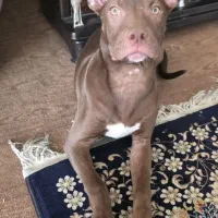 پیت بول ماده|سگ|شاهین‌شهر, شهرک گلدیس|دیوار