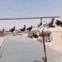 34کفتر سوراخ|پرنده|کرمان, |دیوار