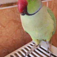 طوطی ملنگو نر|پرنده|اصفهان, کوی امیریه|دیوار