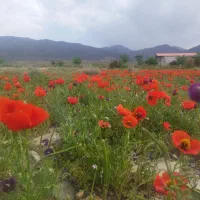 یک نفر جای خالی سرویس خرو