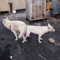 جفت هاسکی سفید زیبا و حامله