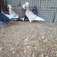 کبوتر شازده