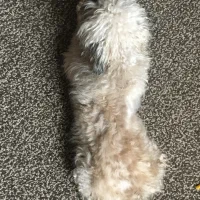 واگذاری|سگ|شاهین‌شهر, مخابرات (شهید بهشتی)|دیوار