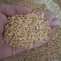 گندم دیم تمیز شده