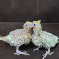 فروش جوجه سرلاکی ،جفت عروس هلندی،جفت مولد