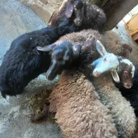 بره نره مهربان۲۵ عدد|حیوانات مزرعه|اسدآباد, |دیوار