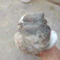 کبوتر سینه دو رنگ