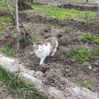 گربه پرشین اصیل