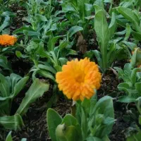 فروش گل و گیاه طبیعی