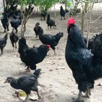 مرغ و خروس مرندی سیاه +تخم نطفه دار