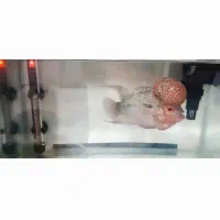 فلاور تایلندی