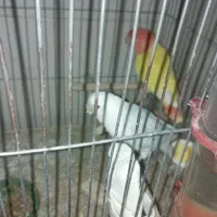 طوطی کوتوله گمشده|پرنده|شاهین‌شهر, عطار|دیوار