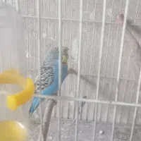 مرغ عشق|پرنده|کرمان, |دیوار