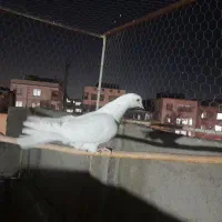 کبوتر پرشی|پرنده|مشکین‌دشت, |دیوار