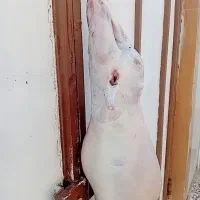 قصاب سیارشبانه روزی