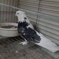 کفتر نقش هما وبادکنکی|پرنده|یزد, |دیوار