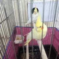 ی جفت عروس مولد