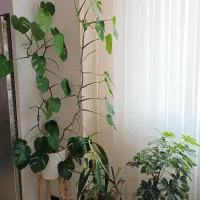 گل‌های زیبا و شاداب