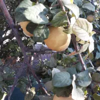 میوه ارگانیک..میوه  به  شهرستان  اراک|خوردنی و آشامیدنی|تهران, شهرک شهید باقری|دیوار