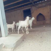 فروش بز سانن